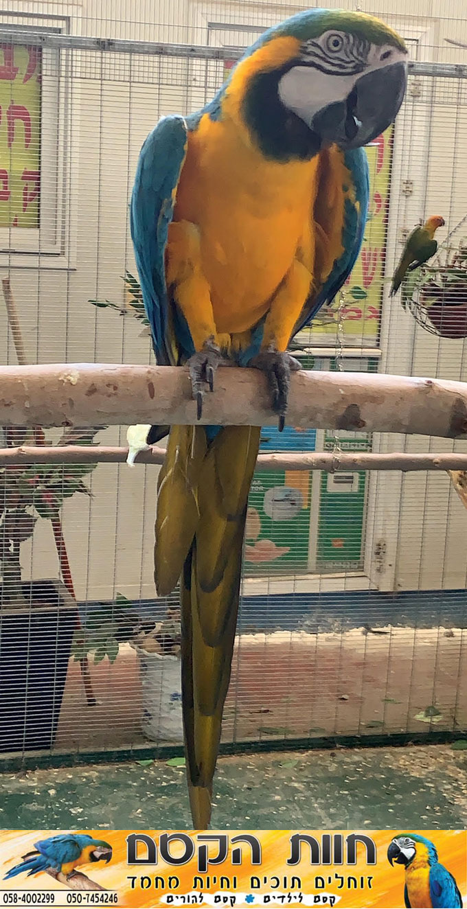 جديد في كفر قاسم - חוות הקסם